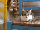 1-FLOY Lipsi Dimitris-Farm Katze